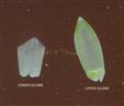  Glumes
